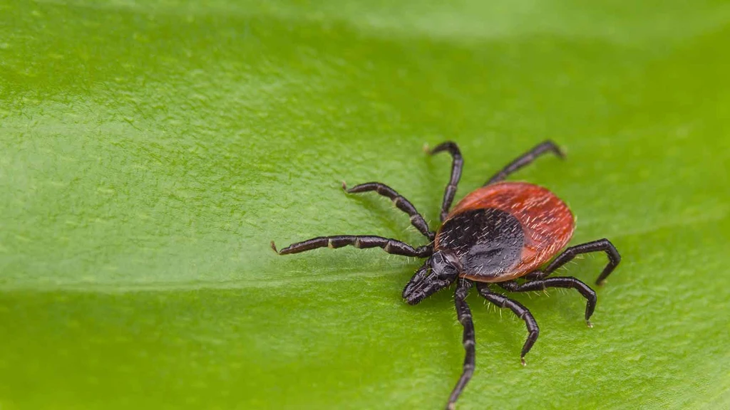 Lyme Disease: The Top Facts on Lyme Disease Symptoms, Myths, and